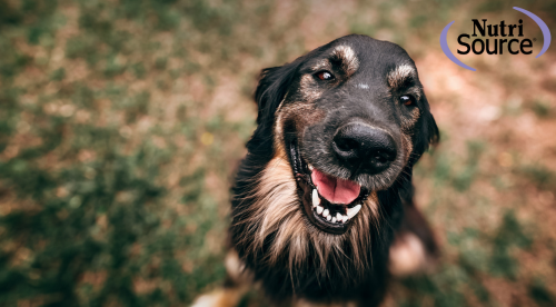 NutriSource Dog Food